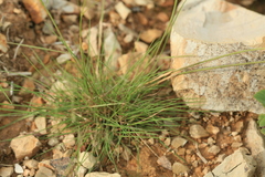 Agrostis scabra