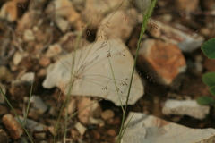 Agrostis scabra