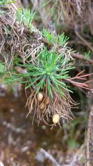 Artemisia morrisonensis