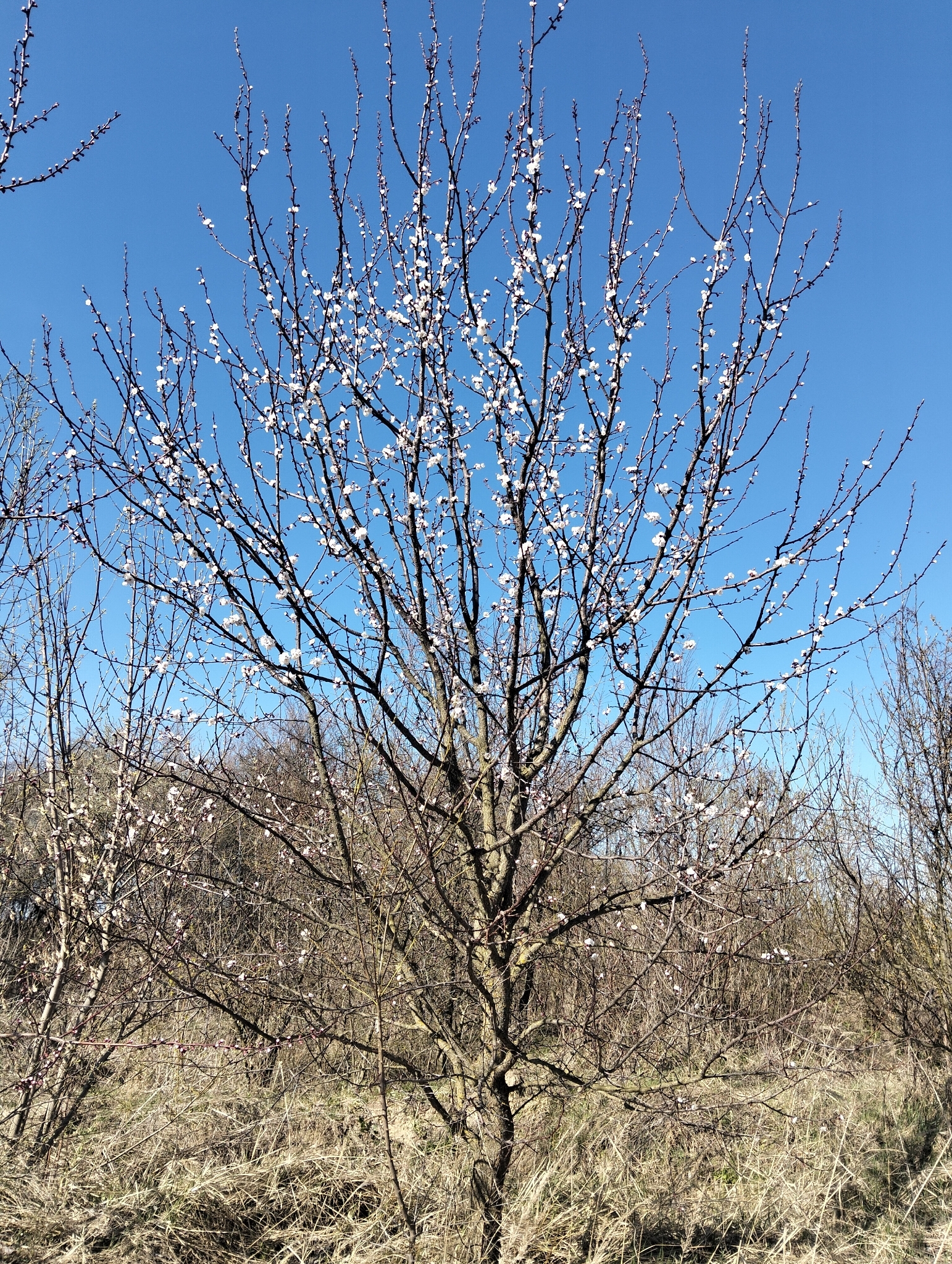 Apricot (Prunus armeniaca)
