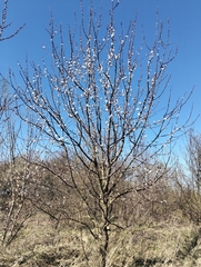 Abricot (Prunus armeniaca)