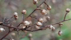 Artemisia morrisonensis