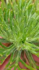 Artemisia morrisonensis