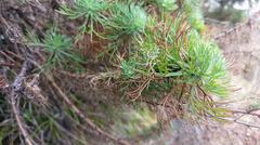 Artemisia morrisonensis