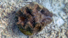 Hippopus hippopus