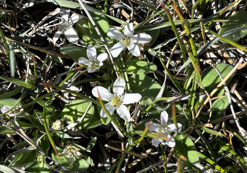 meadow stars (Hesperochiron nanus)