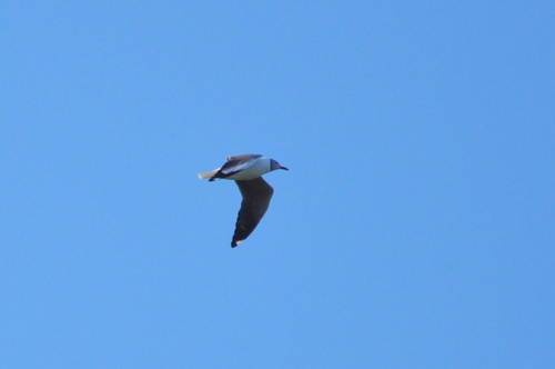 Gaviota cabecigrís (Chroicocephalus cirrocephalus)