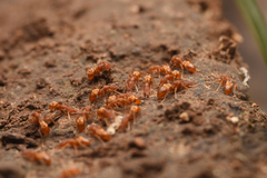 Strumigenys kumadori