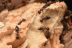 Crematogaster matsumurai