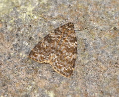 Parelictis saleuta