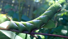 Psilogramma casuarinae