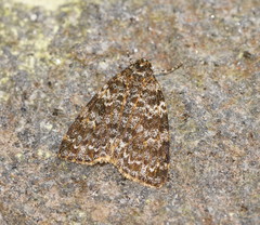 Parelictis saleuta