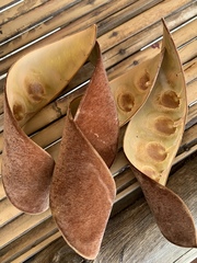 Bauhinia
