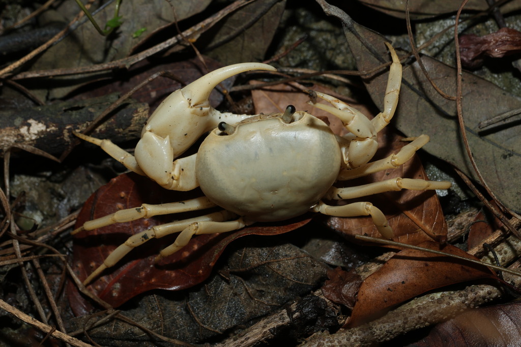 Geothelphusa ancylophallus