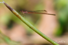Agriocnemis pygmaea