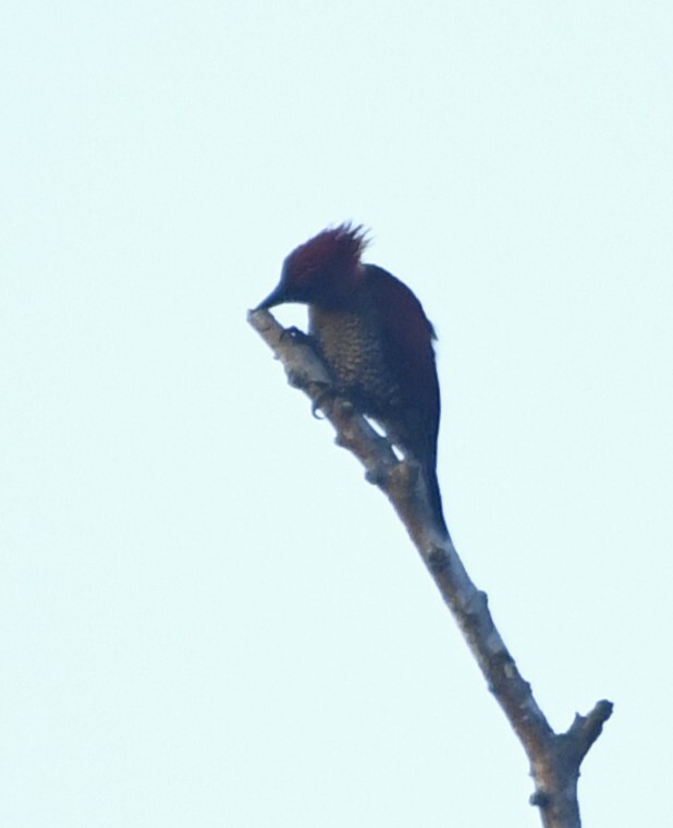 Banded Woodpecker (Chrysophlegma miniaceum), photo 4