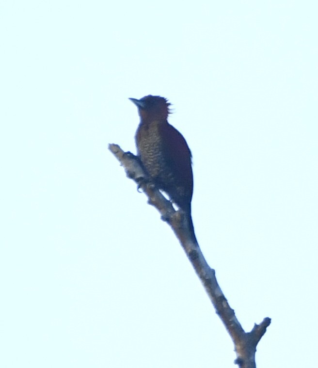 Banded Woodpecker (Chrysophlegma miniaceum), photo 3