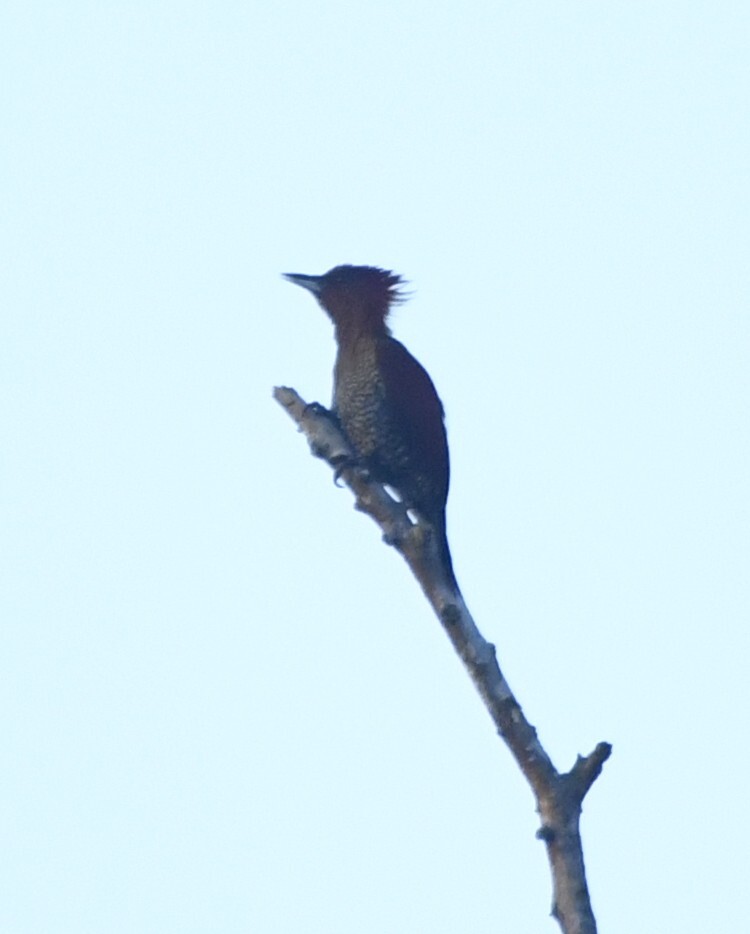 Banded Woodpecker (Chrysophlegma miniaceum), photo 2