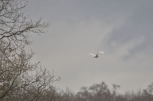 iNaturalist: (c) natlov, some rights reserved (CC BY-NC), uploaded by natlov iNaturalist image