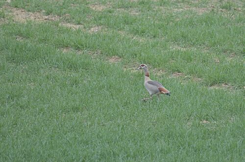 iNaturalist: (c) natlov, some rights reserved (CC BY-NC), uploaded by natlov iNaturalist image