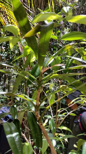 Dracaena xiphophylla