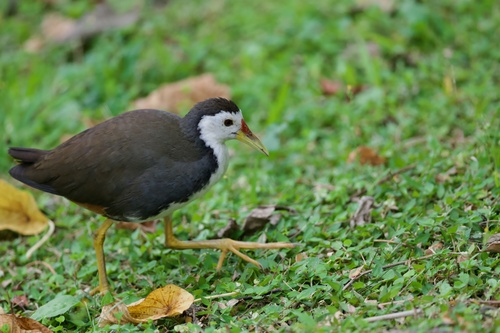 White-breasted Waterhen (Amaurornis phoenicurus), photo 10