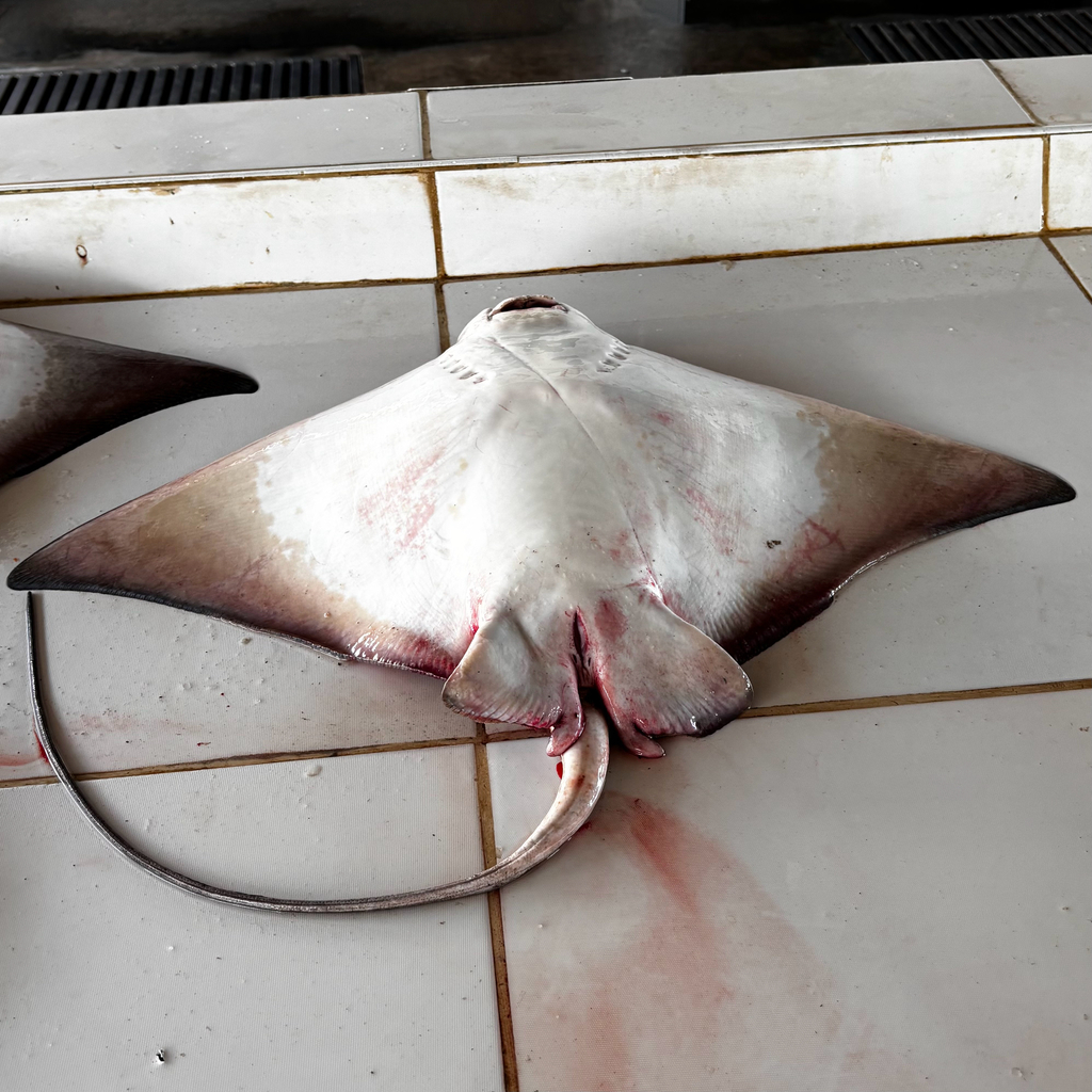 Peruvian Eagle Ray