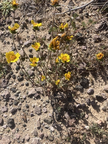 Coreopsis calliopsidea observed 2026-04-05