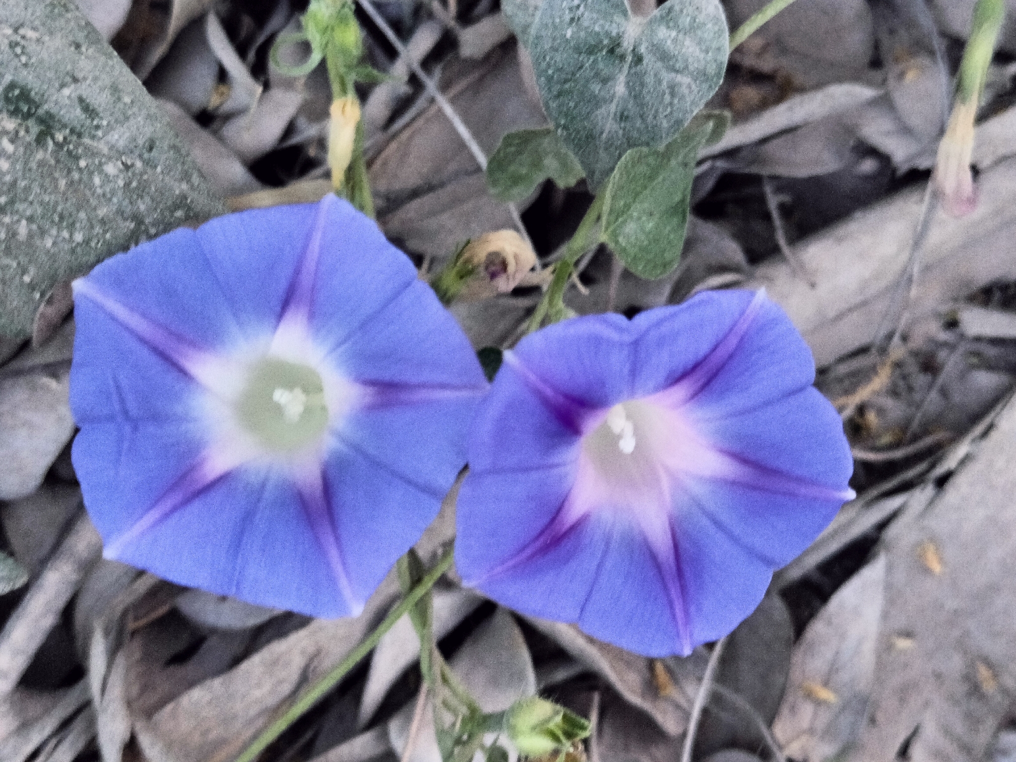 Common Morning-Glory (Ipomoea purpurea)