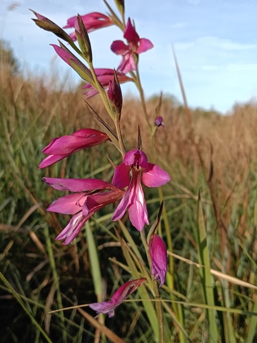 Wild Gladiolus (Gladiolus illyricus)