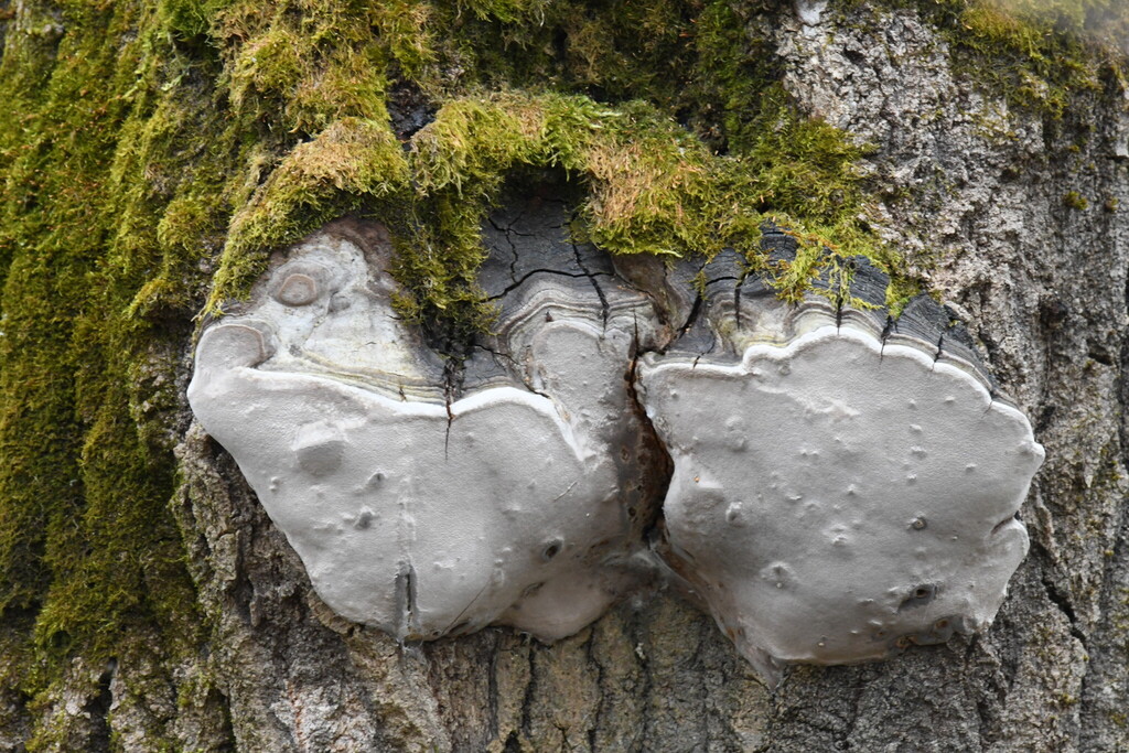 Phellinus tremulae · April 2026 · photo: © marina_sad (iNaturalist, cc-by)