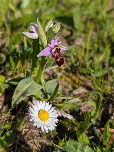 woodcock orchid (Ophrys scolopax)