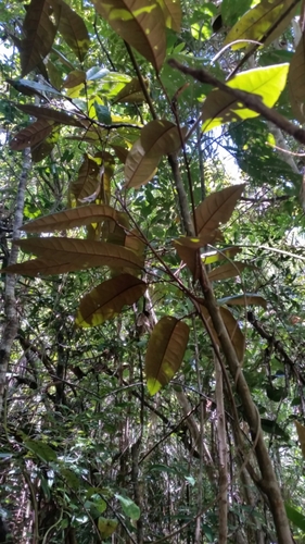Croton chrysodaphne