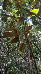 Croton chrysodaphne image