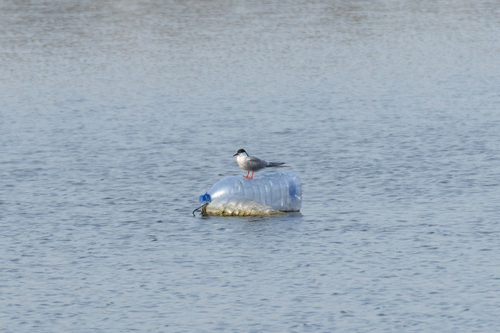 iNaturalist: (c) BorisTitovskii, some rights reserved (CC BY-NC), uploaded by BorisTitovskii iNaturalist image