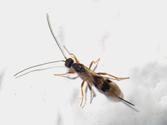 Dendrosoter protuberans