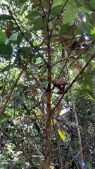 Coffea richardii