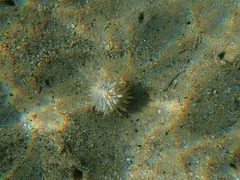 Veretillidae
