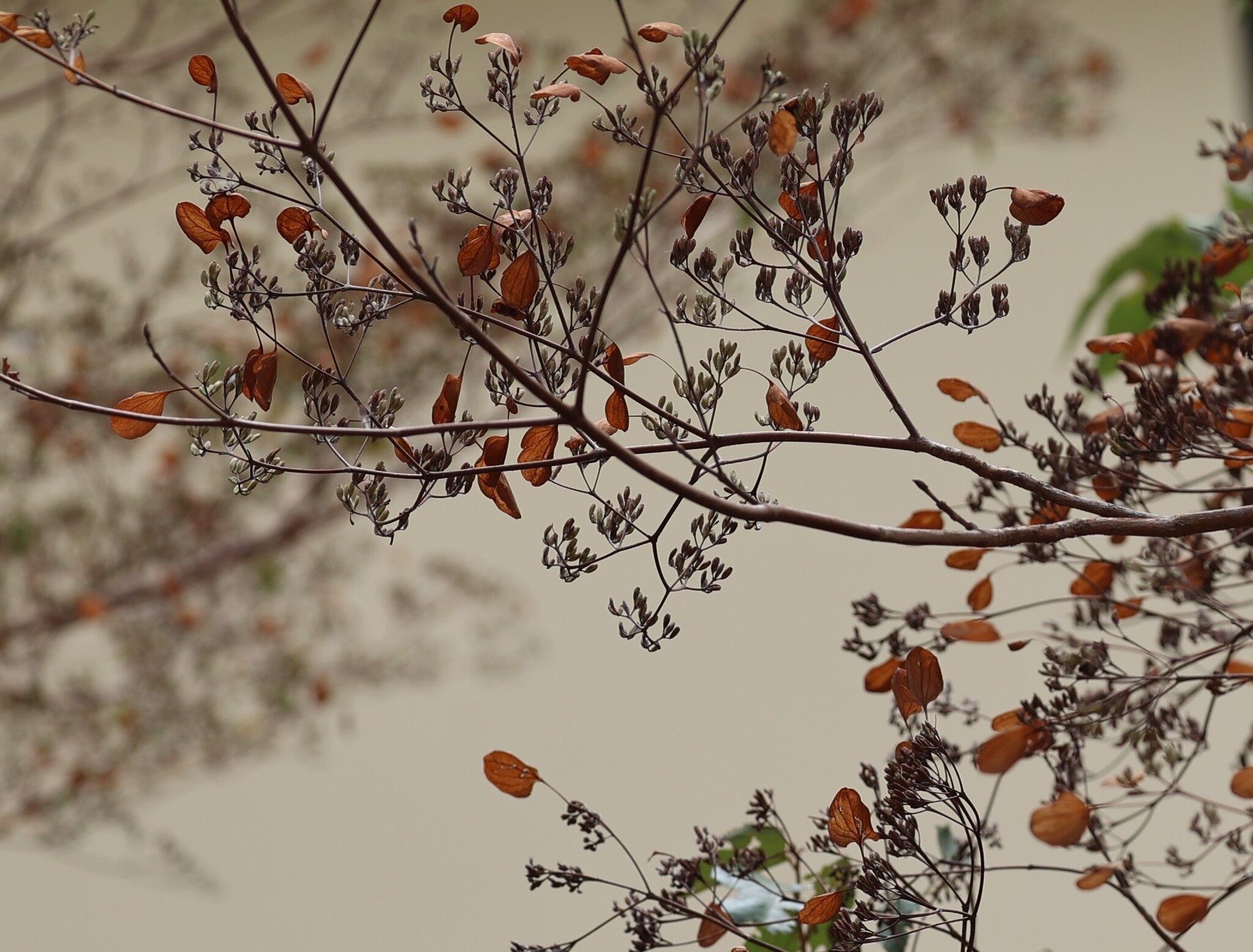 Dagame (Calycophyllum candidissimum)