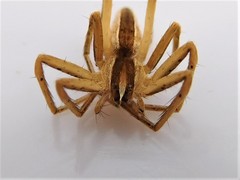 Pisaurina dubia