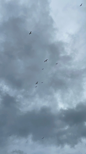 Aves observed 2023-12-21
