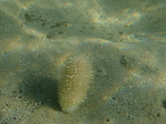 Veretillidae