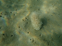 Veretillidae