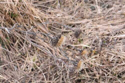 Bieberstein's thistle (Carlina biebersteinii)