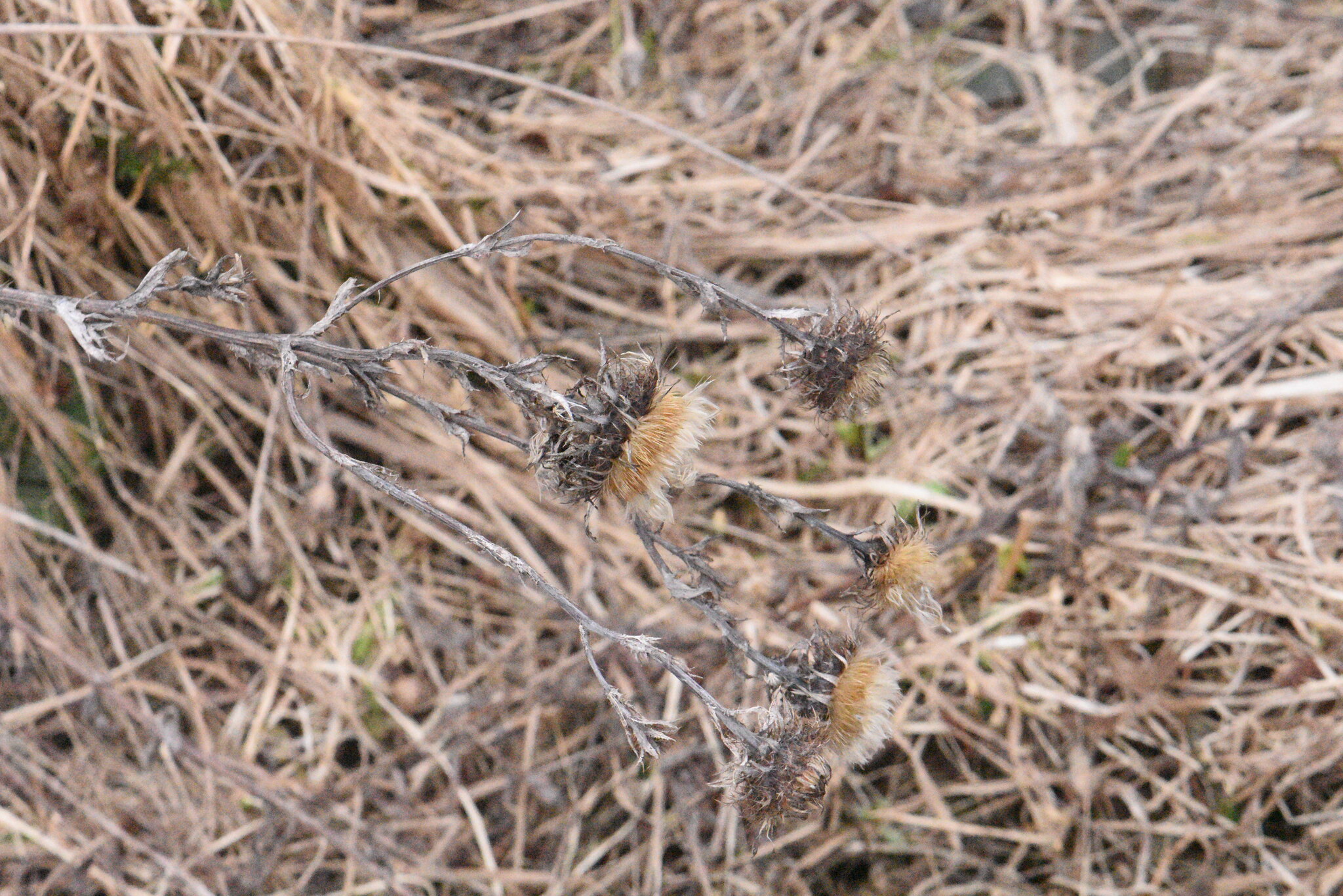 Bieberstein's Thistle (Carlina biebersteinii)