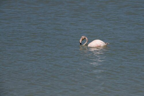 iNaturalist: (c) Bas van Hulst-Kuiper, some rights reserved (CC BY-NC), uploaded by Bas van Hulst-Kuiper iNaturalist image