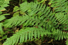 Dryopteris crassirhizoma