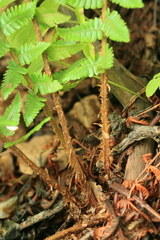 Dryopteris crassirhizoma