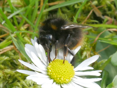 Early Bumble Bee photo 3