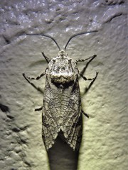 Prionoxystus macmurtrei